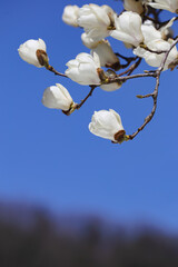 青空に映えるハクモクレン