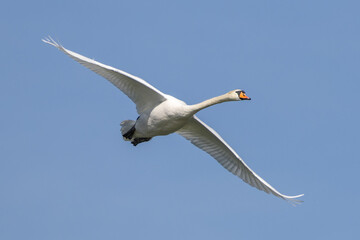 Mute swan, Cygnus olor flying over a lake in the English Garden in Munich, Germany