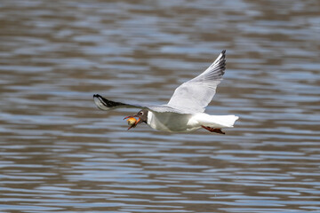 Black-Headed Gull, Chroicocephalus ridibundus in flight. Adult winter plumage