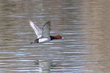 Red-crested Pochard, Netta rufina flying over a lake at Munich, Germany