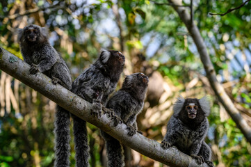 Sagui Callithrix