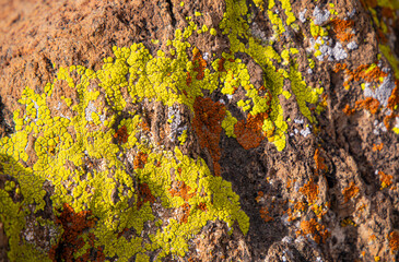 Yellow and Orange Lichen on rock in Sloan Canyon National Conservation Area, Nevada