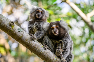 Sagui Callithrix
