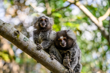 Sagui Callithrix