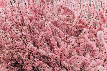 Sakura cherry blossoms blooming flowers in the garden park in early spring. Hanami celebration, Japanese festival. Background image
