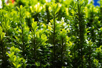 Green leaves of a plant