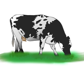 Some black and white striped cows are eating grass in the prairie