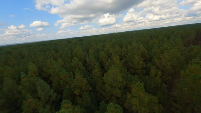 Aerial Ascending Forward Shot Of Tall Green Trees In Tranquil Forest Under Cloudy Sky - Tuscaloosa, Alabama