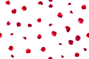 Seamless pattern of falling red rose petals isolated.