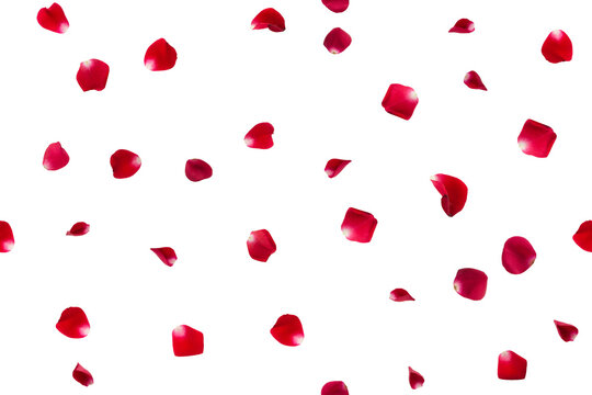Fluttering Red Rose Petals Stock Illustration - Download Image Now