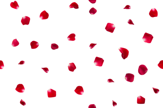 Seamless pattern of falling red rose petals isolated.