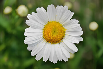 Fototapeta premium white daisy flower