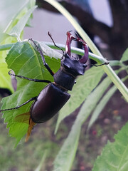 Stag beetle on a leaf in the wild