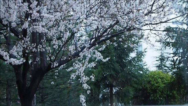 Flowering spring branches swaying in the gentle wind