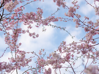 close up of blooming tree background and wallpaper,springtime