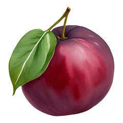 Plum Fruit with Leaf Isolated Hand Drawn Painting Illustration