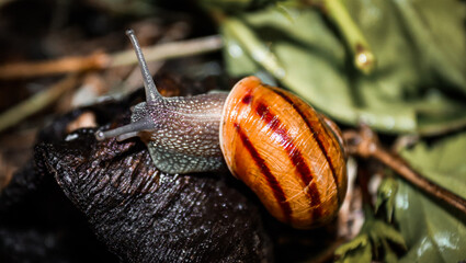 Nocturnal snails in their natural habitat. 