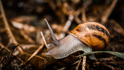 Nocturnal snails in their natural habitat. 