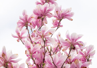 pink blooming tree of magnolia