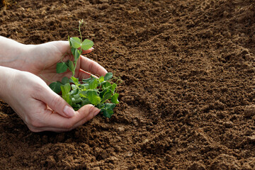 The woman's hands carefully protect the young plant from external influences. Plant protection concept against pests and insects
