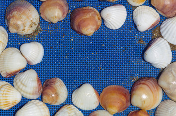 Beautiful seashells lie on a sun lounger in sunny weather. Sea shell background