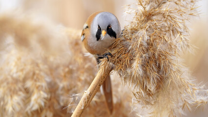 Bearded Reedling on a branch in nature