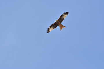 Fototapeta na wymiar Red Kite (Milvus Milvus) flying through clear blue sky