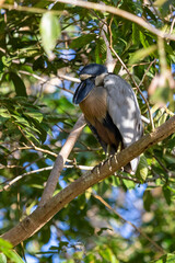 Boat billed Heron bird in a bush on the bank of a river in cano negro coast rica
