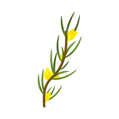 Rooibos branch with leaves and yellow flowers. Plant for making red tea. 