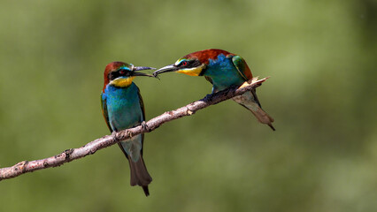 European Bee-eater family on a branch