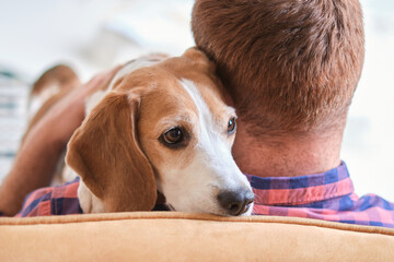 loving moment between a man and his Beagle captured, showcasing pure joy and companionship. The...