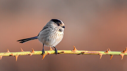 Long-tailed Tit on a branch
