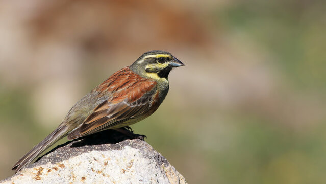 Cirl Bunting on a rock in nature