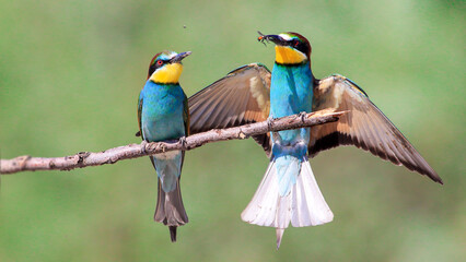 European Bee-eater family  on a branch