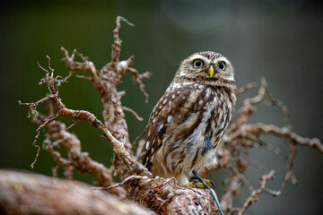 Little Owl (Athene noctua) nocturnal bird flying at dawn hunting for prey on Czech Republic countryside in Europe