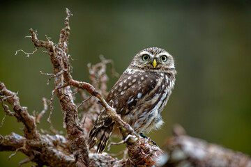 Little Owl (Athene noctua) nocturnal bird flying at dawn hunting for prey on Czech Republic countryside in Europe