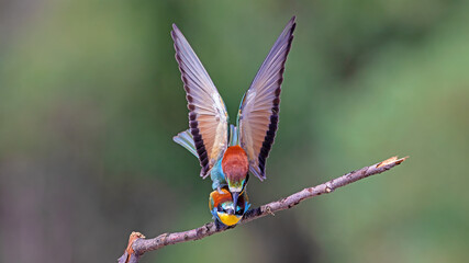 European Bee-eater family  on a branch