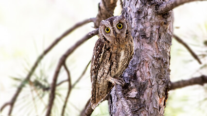 Eurasian Scops Owl on a branch