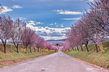 Field with rows of trees with branches full of delicate pink flowers, 
