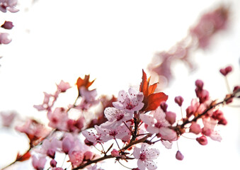 Branches full of delicate pink cherry blossom