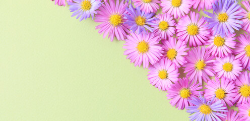 Floral stylish border frame of pink and purple flower aster on green background. Flat lay banner, top view, mockup, copy space for text. Spring and summer colorful flowers greeting card.