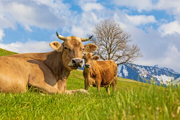 Kuh - Allg&auml;u - Alpen - Fr&uuml;hling - H&ouml;rner