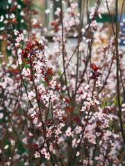 Flowering Japanese cherry tree on a spring day. Sakura with pink and white flowers