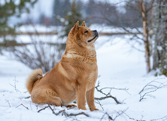 Winter portrait of a red short-haired smooth chow chow pet dog of ancient Chinese breed, sitting in snow looking noble. Fence, snow and trees in the backround, fallen branches in the foreground.