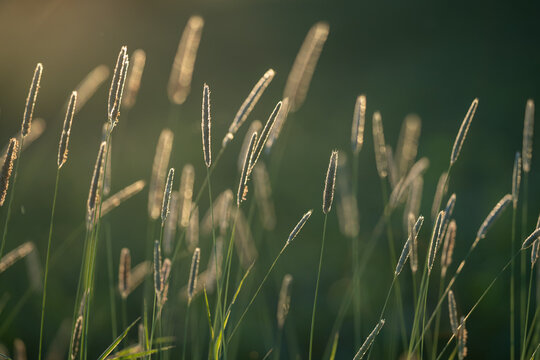 Wild hay growing in a meadow on a summer evening. Warm sunlight shining from the back.