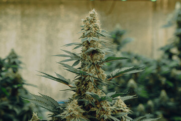 marijuana background plant cannabis medical and recreational, grade mix indica and sativa. Thailand legal medicine marijuana.