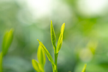 茶葉・茶畑・新茶