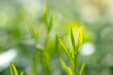 茶葉・茶畑・新茶