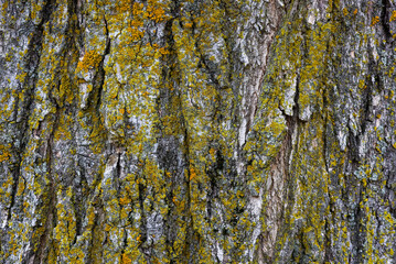 Close up view of tree bark with lichen on it.