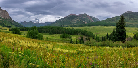 Summer wildflower meadow in the scenic valley near Crested Butte, Colorado.